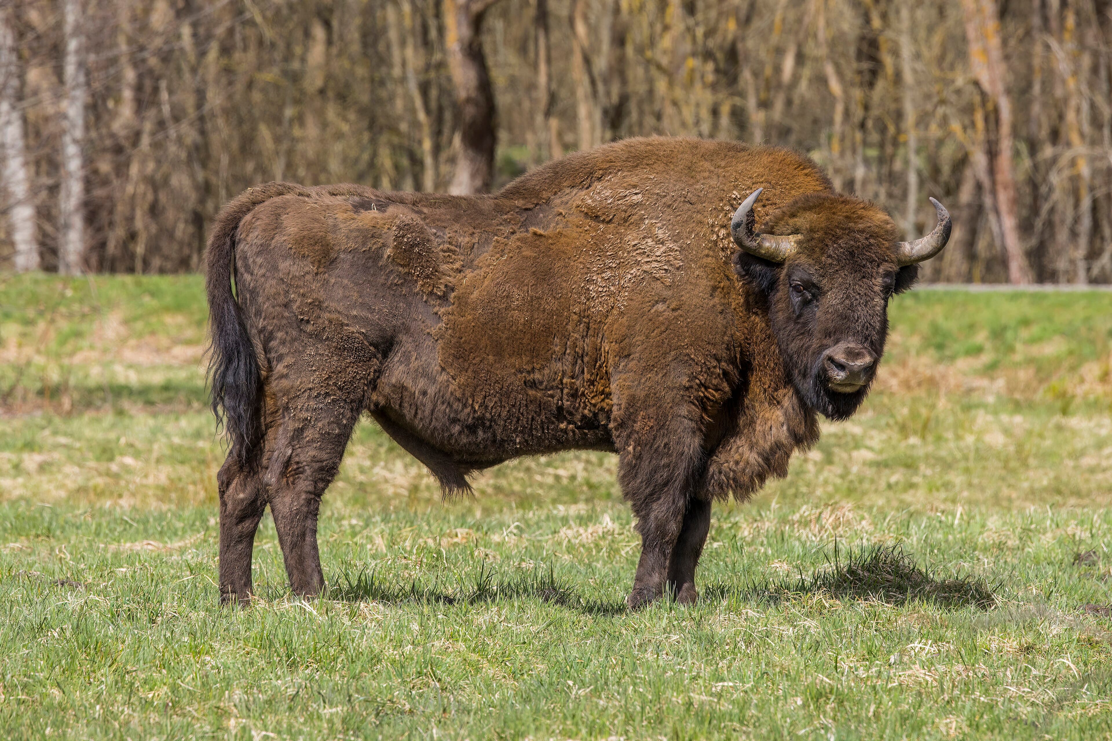 European bison in the primeval woodland of Belovezhskaya Pushcha