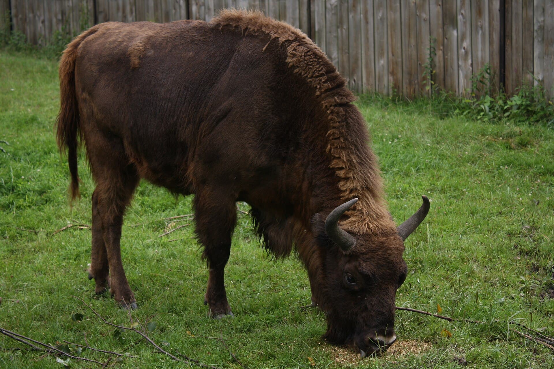 European bison in the ancient primeval woodland of Białowieża National Park