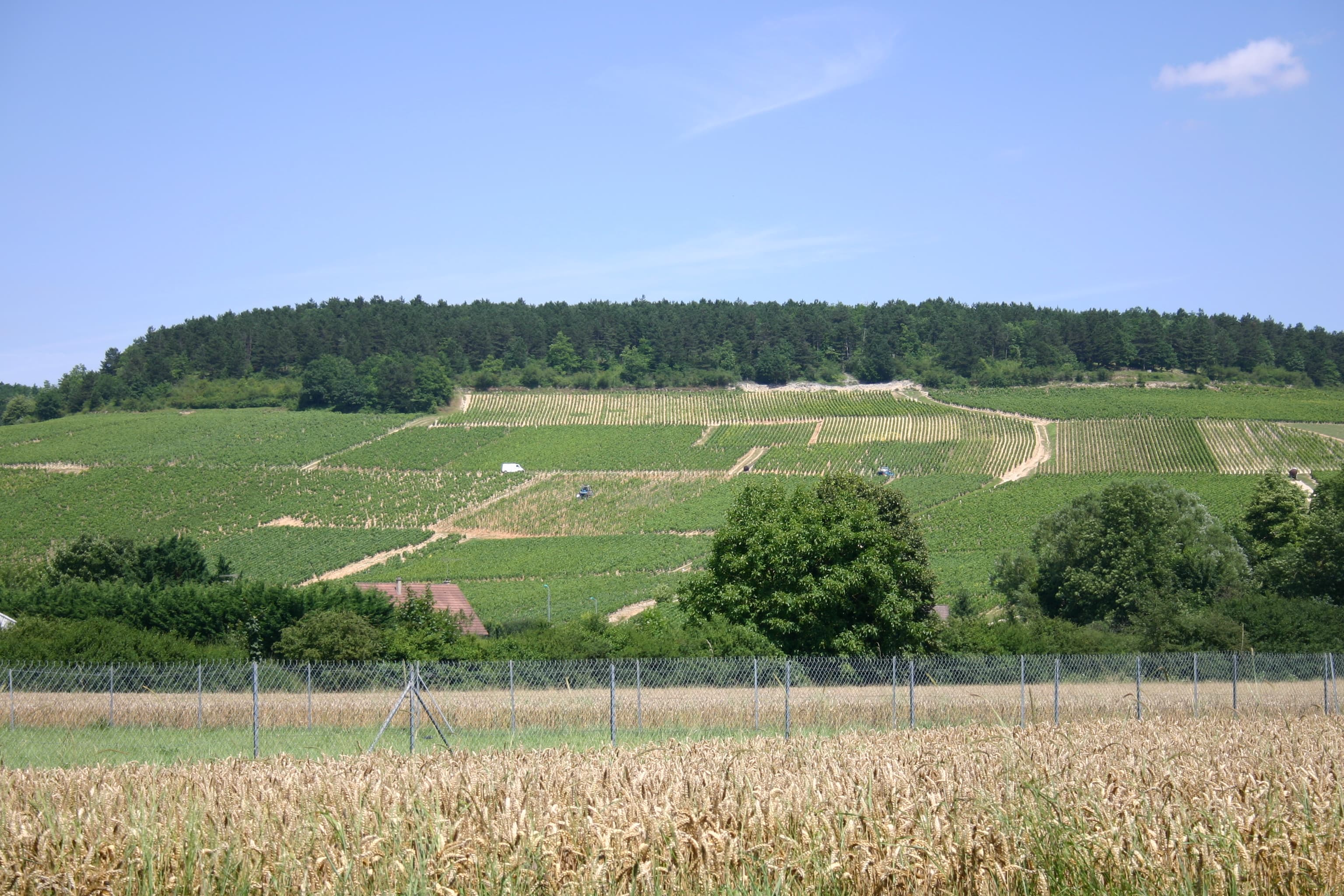 Chablis vineyards sloping above the village in northern Burgundy