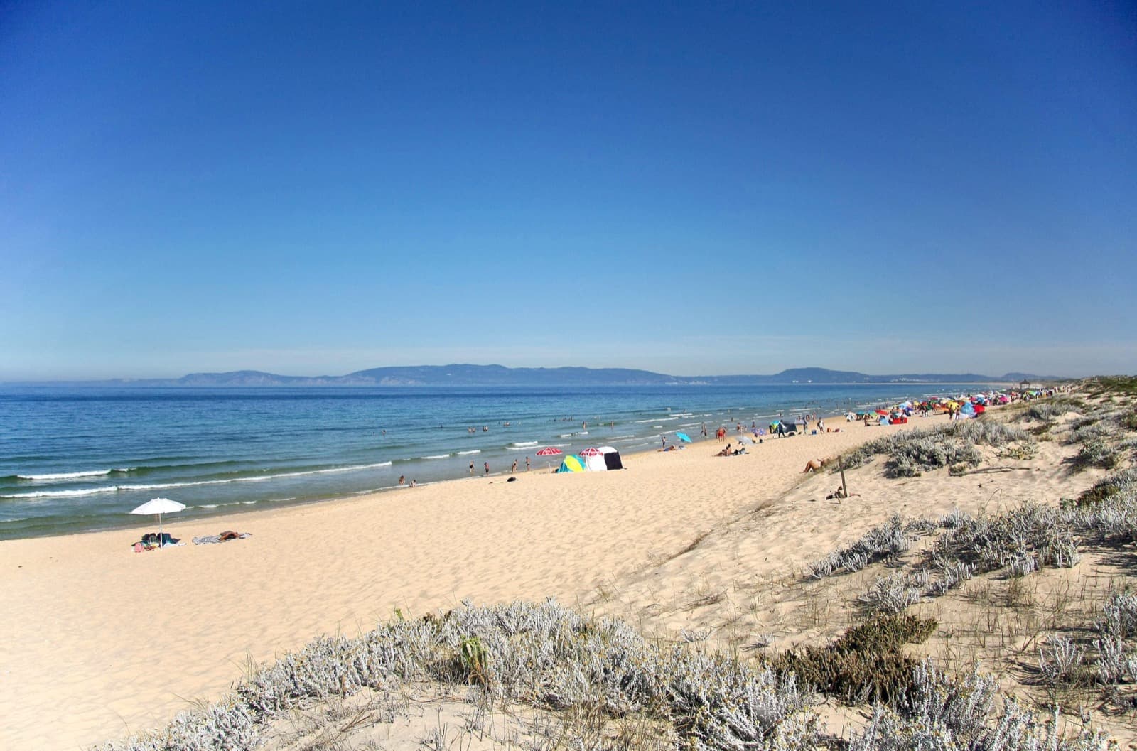 Untamed golden sands and maritime pine dunes at Praia da Comporta on the Alentejo Coast