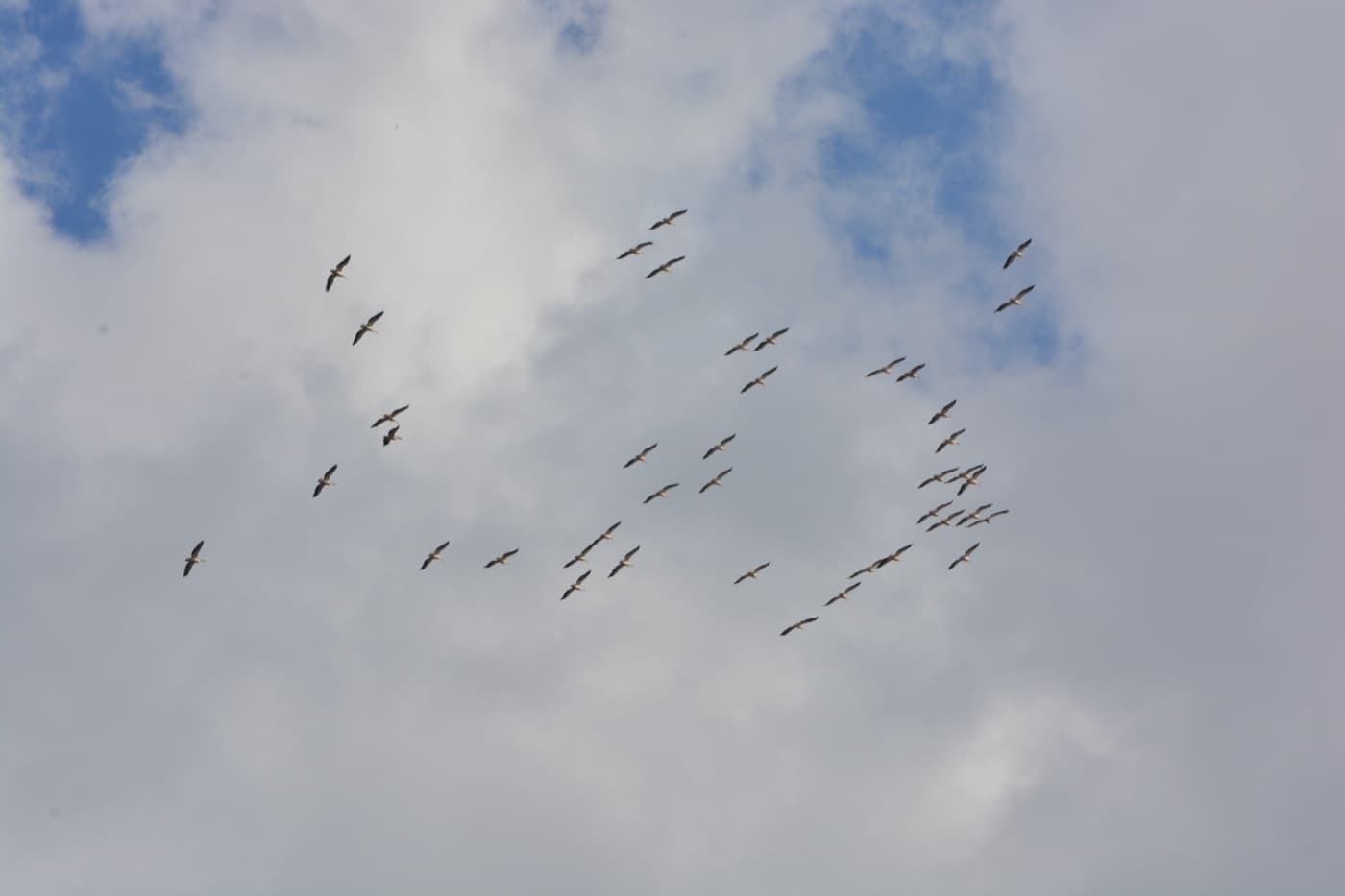 White pelicans taking flight over tranquil reed-lined waterways and floating water lilies in the Danube Delta