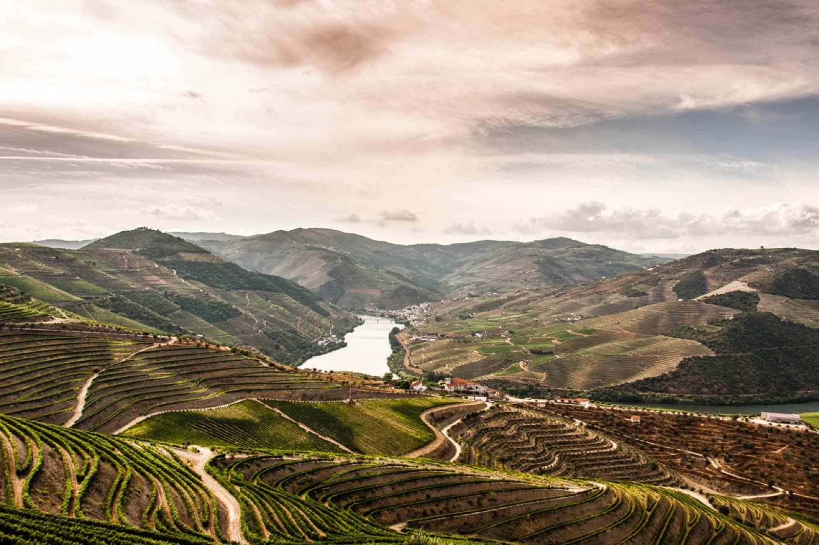 Terraced schist vineyards descending steeply to the winding Douro river