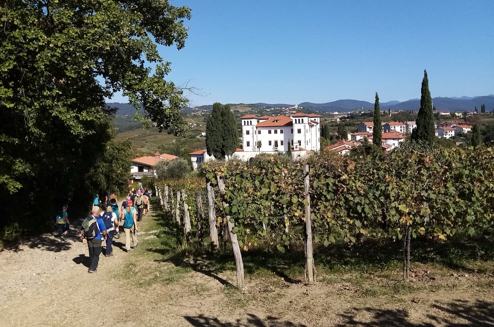 The fortified medieval hilltop village of Šmartno surrounded by terraced vineyards and cypress trees in Goriška Brda