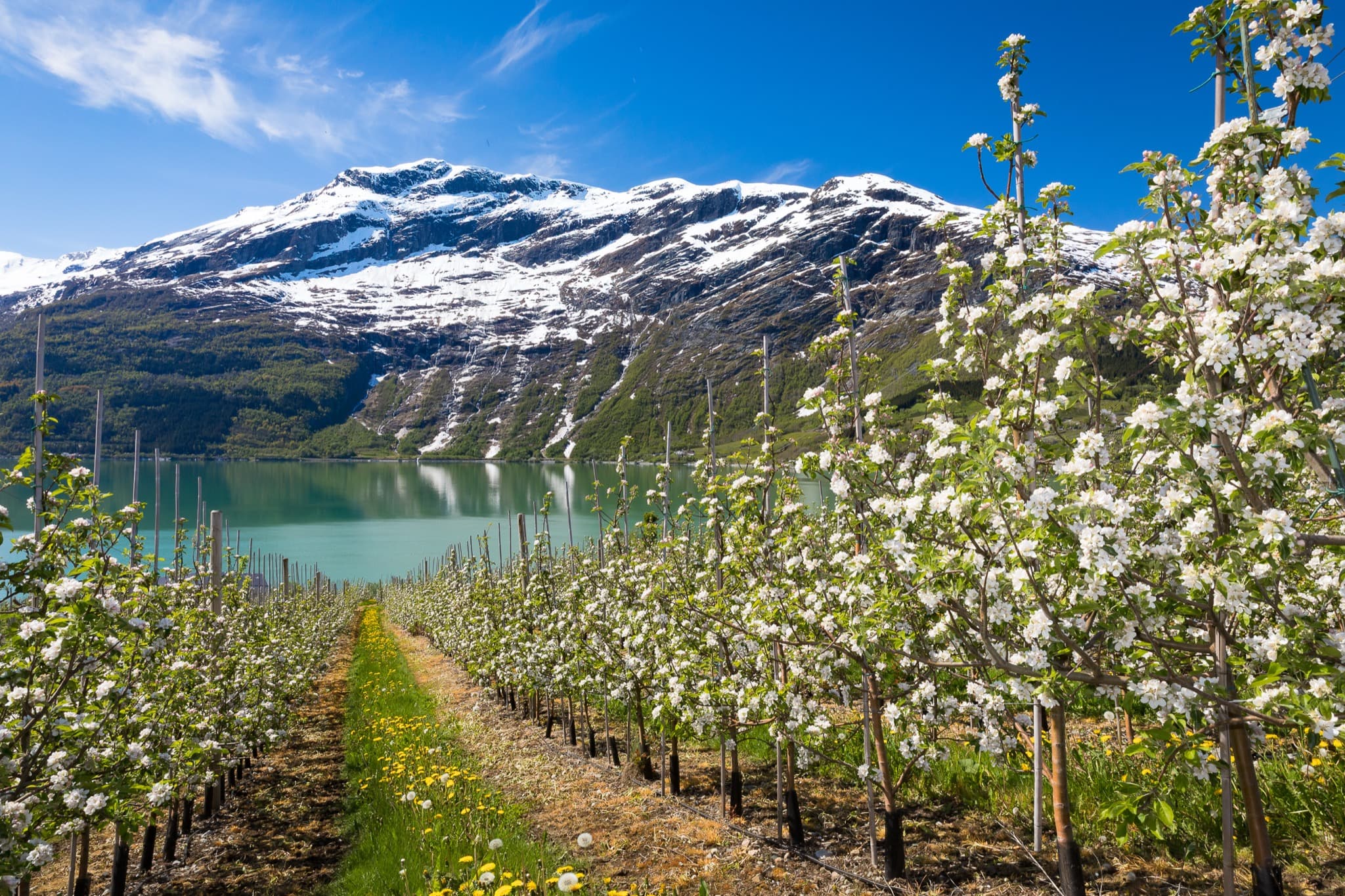 Sweeping view over the calm blue waters and blooming fruit orchards of Hardangerfjord