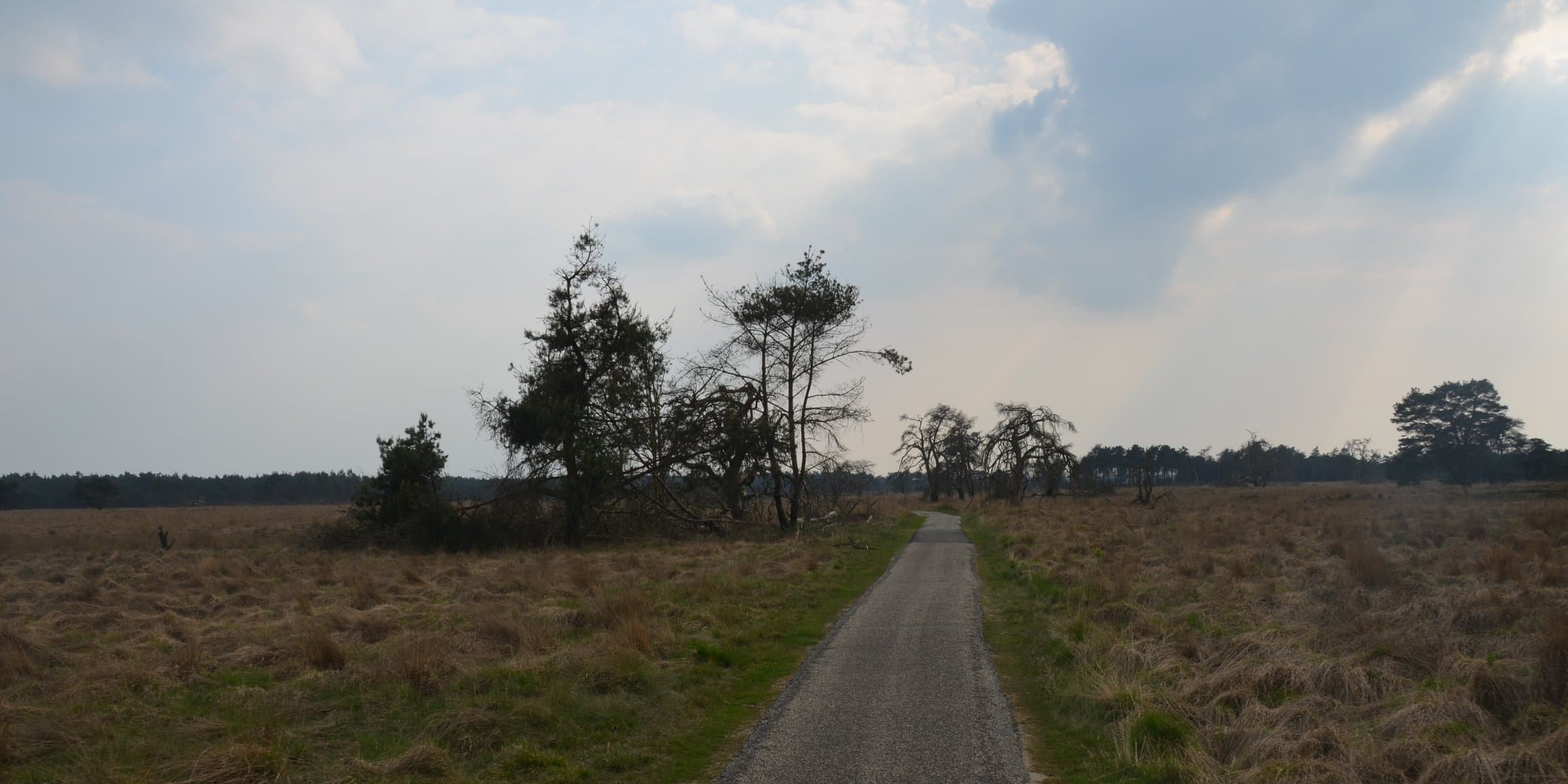 Purple heather, shifting sands and pine trees across the heathlands of De Hoge Veluwe National Park