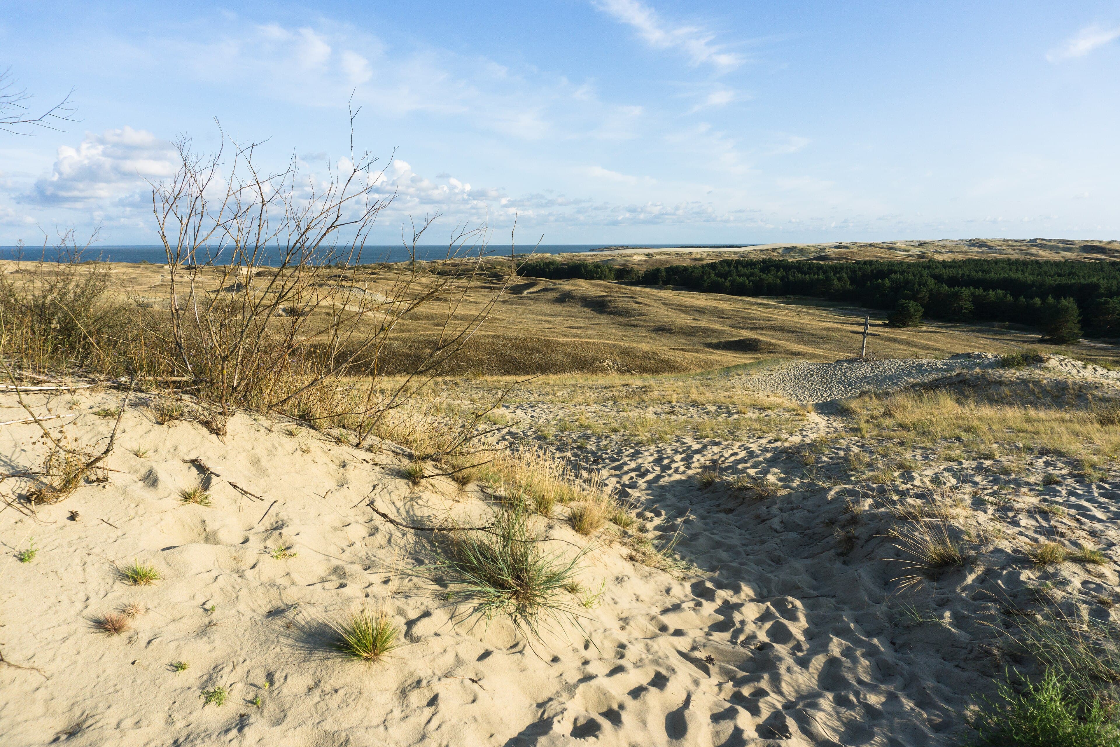 Sand dunes and pine forest on the Curonian Spit