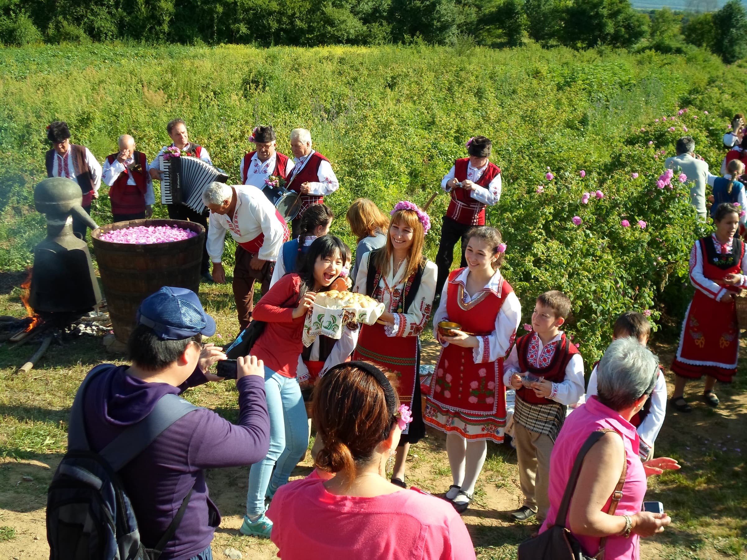 Traditional rose harvest workers picking fragrant pink Damask roses in the sunny Rose Valley of Kazanlak