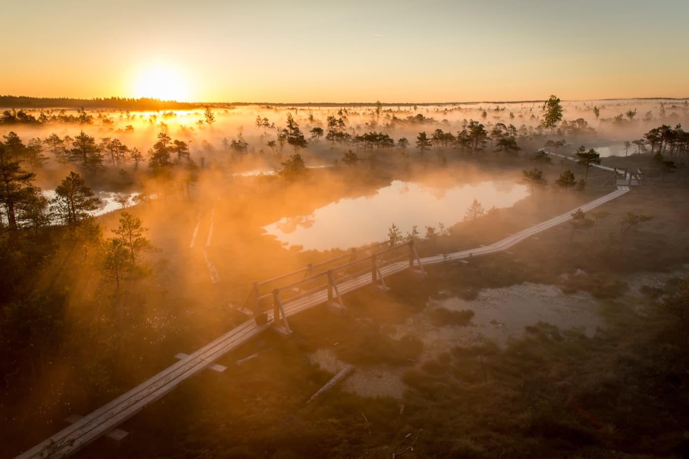 Wooden boardwalk trail winding through the misty peat pools and stunted pines of Great Ķemeri Bog
