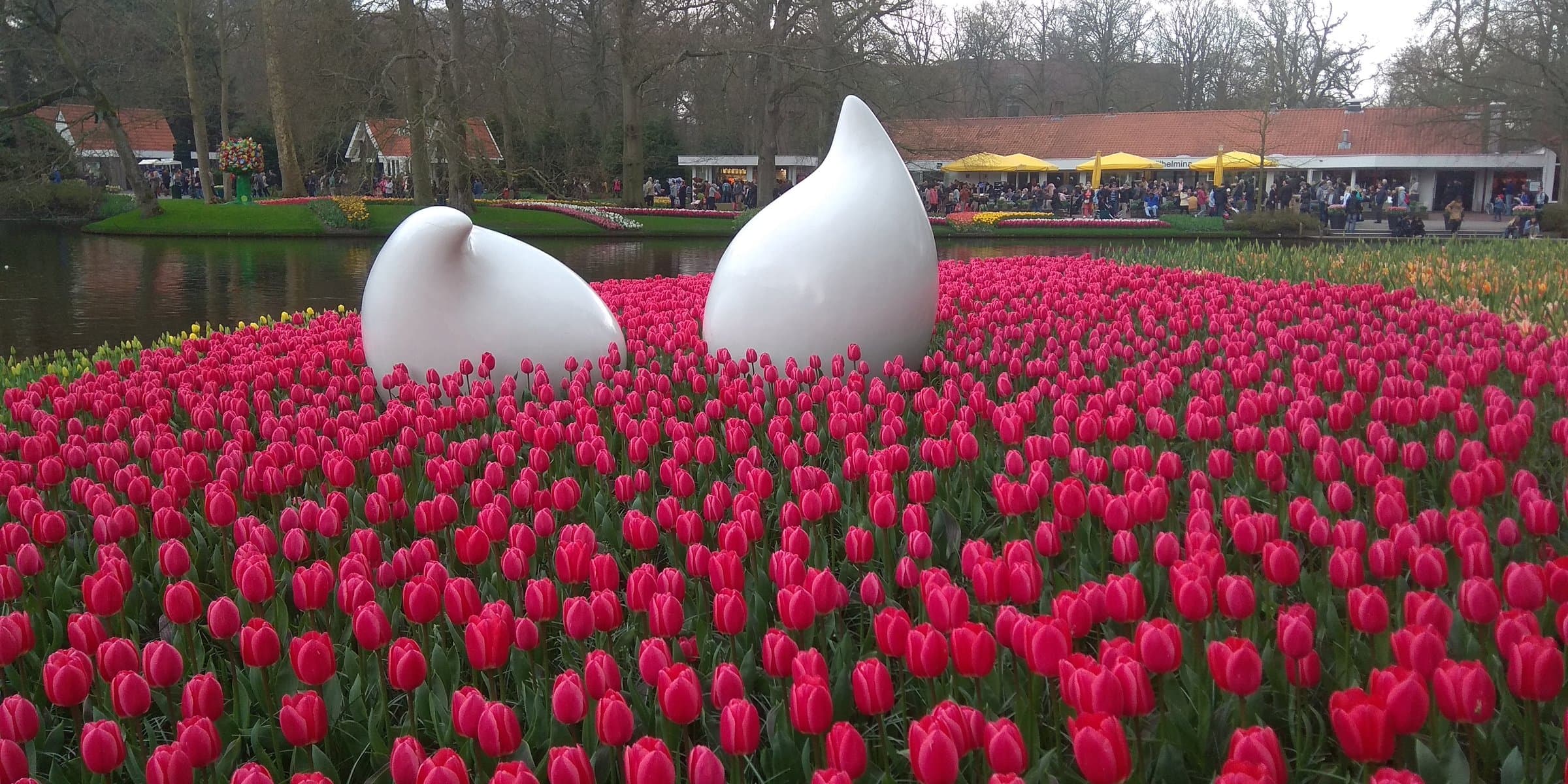 Vibrant flower beds of blooming tulips and hyacinths in the spring gardens of Keukenhof