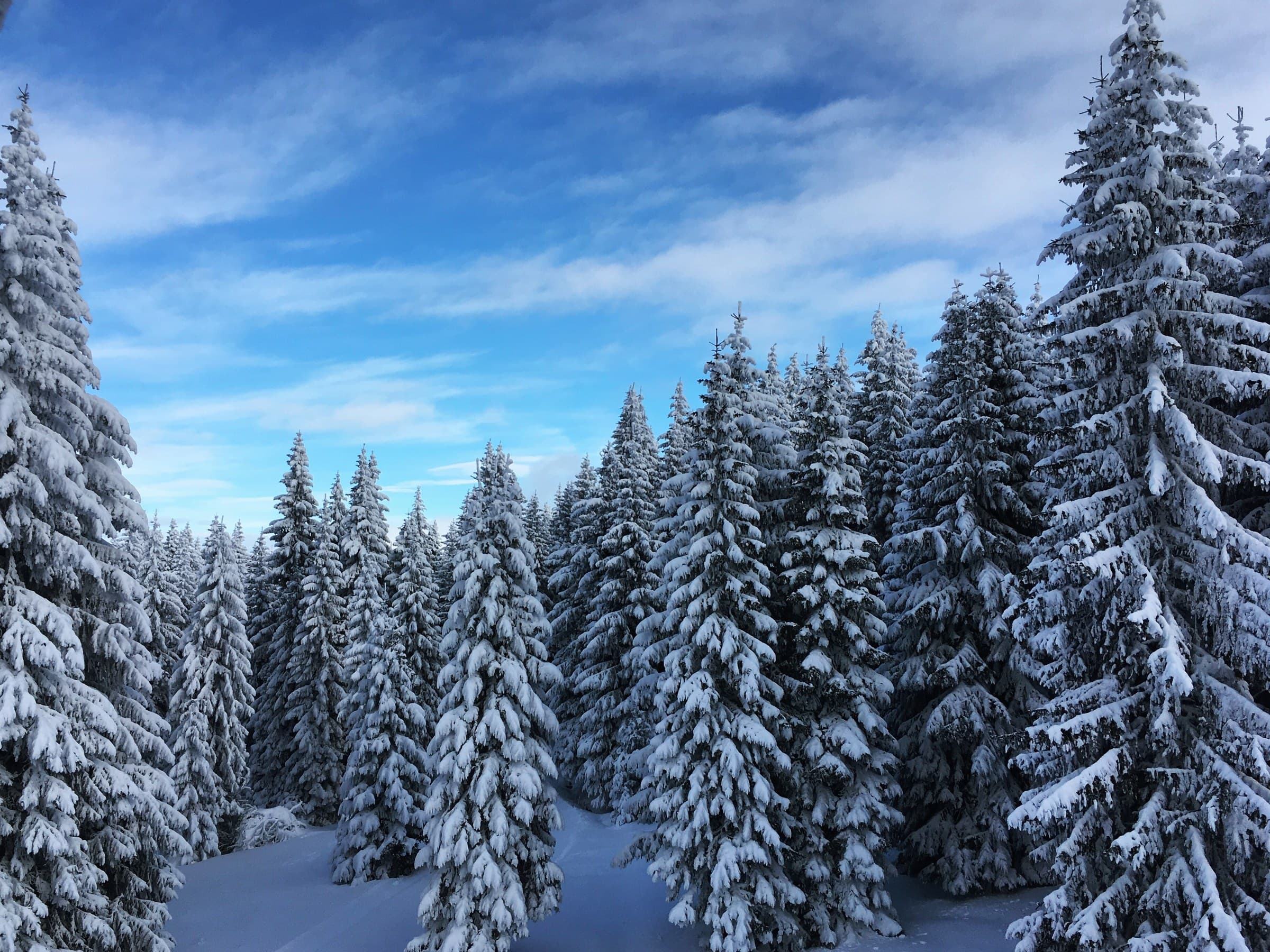 Snow-covered spruce and open ski slopes on the high plateau of Kopaonik