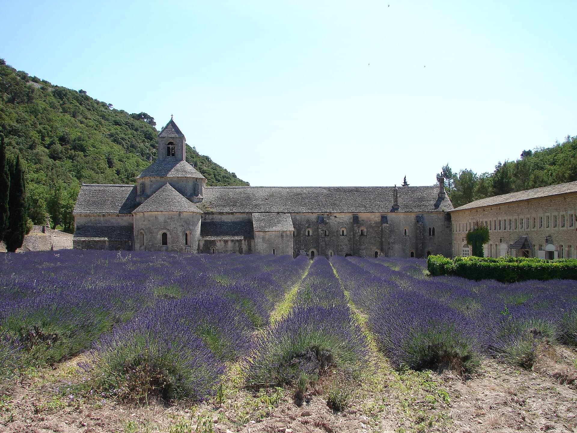 Rows of lavender in front of the Cistercian abbey of Sénanque near Gordes
