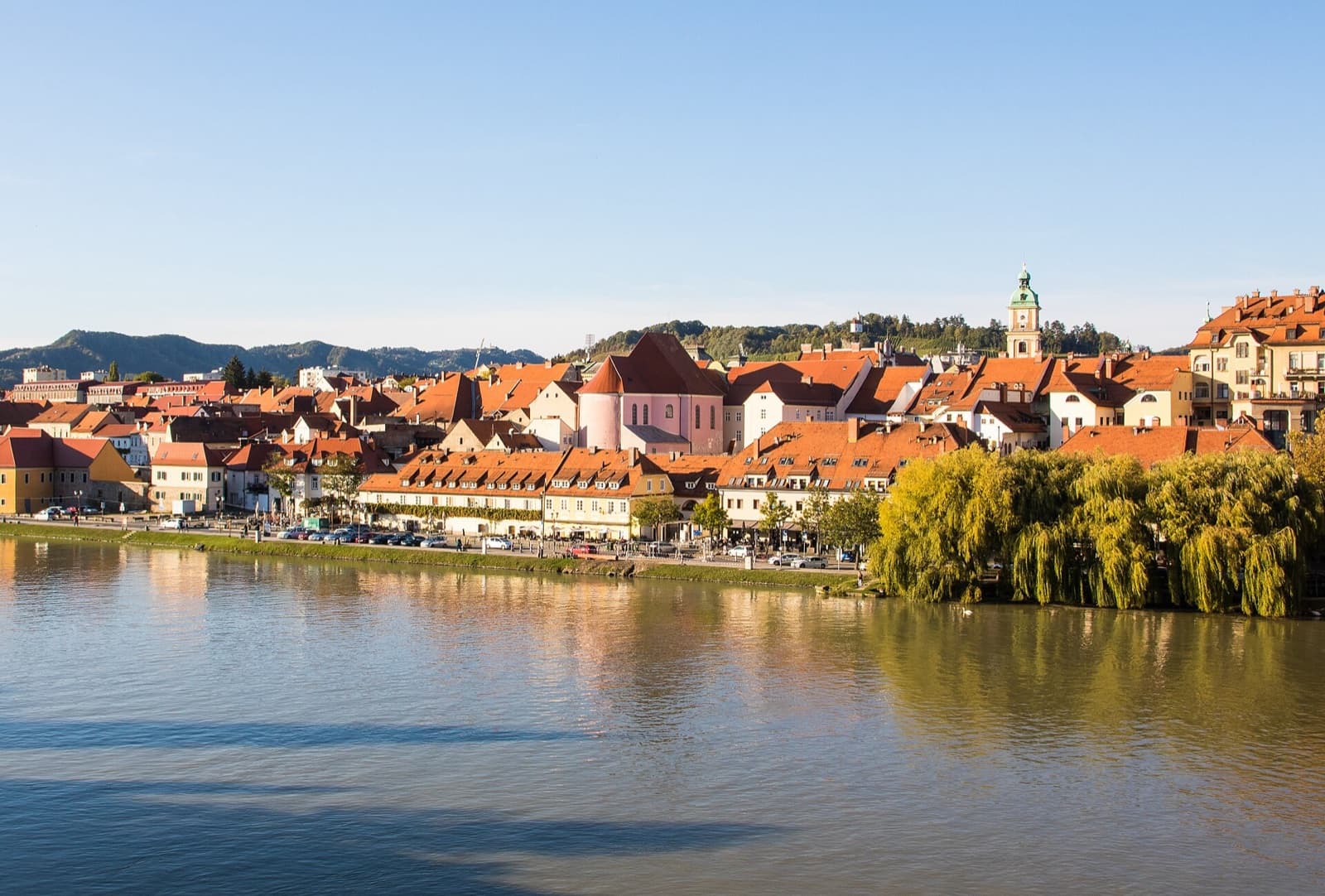 The Old Vine growing against the façade of the Old Vine House along the waterfront of the Drava River in Maribor