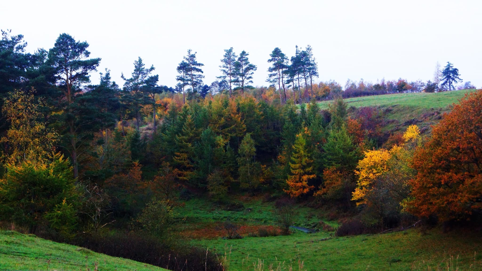 Heather-clad moraine rolling hills of Mols Bjerge National Park overlooking the Kattegat sea