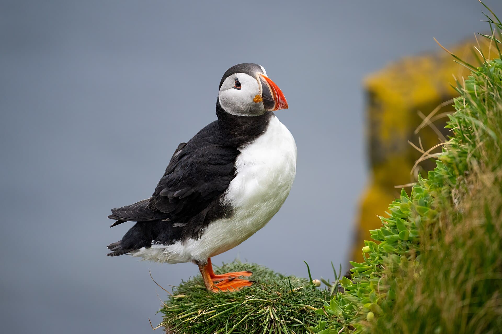 Atlantic puffin standing near the edge of the sheer 440-meter bird cliffs of Látrabjarg overlooking the Atlantic