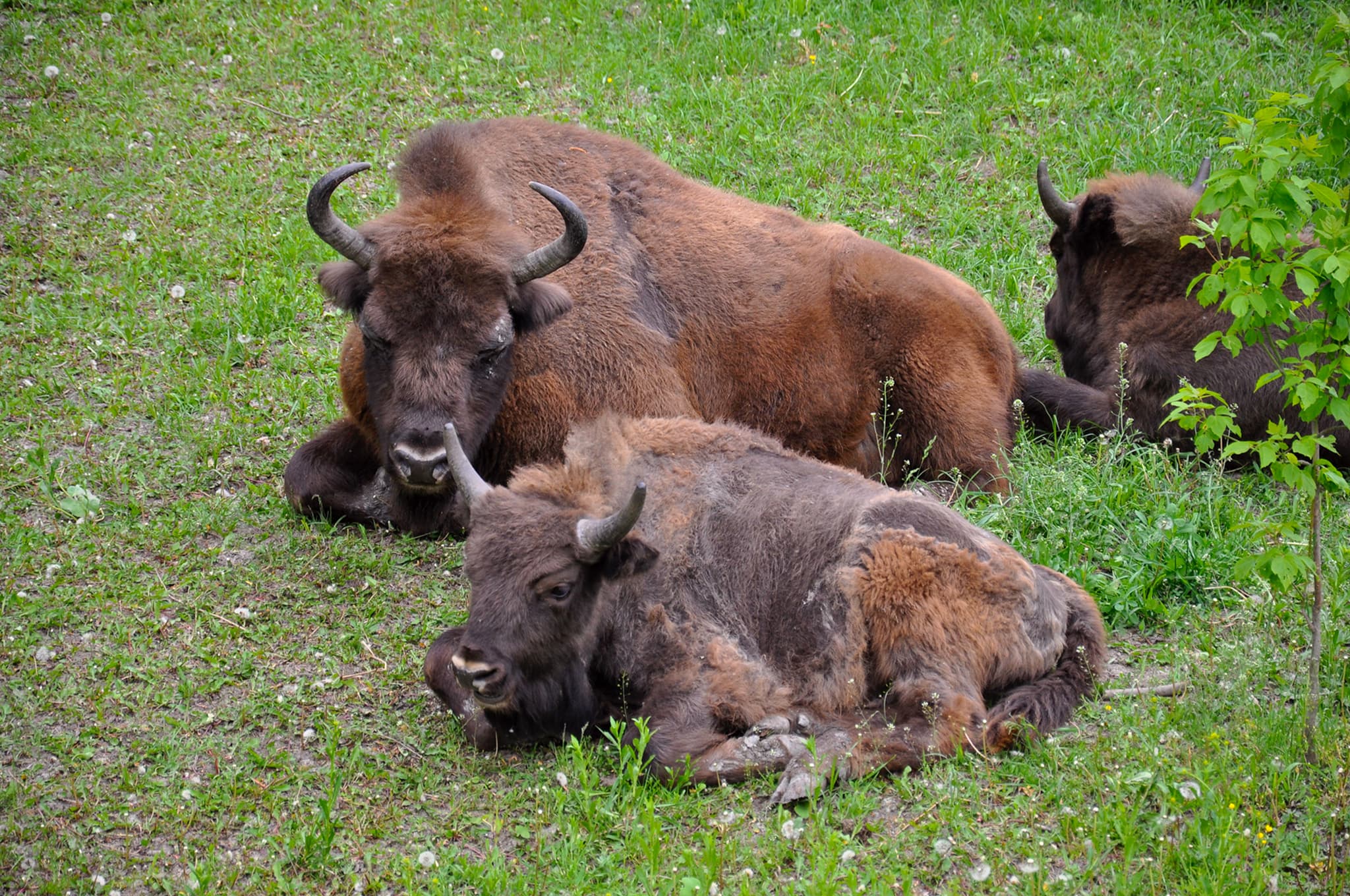 A European bison in Pădurea Domnească nature reserve