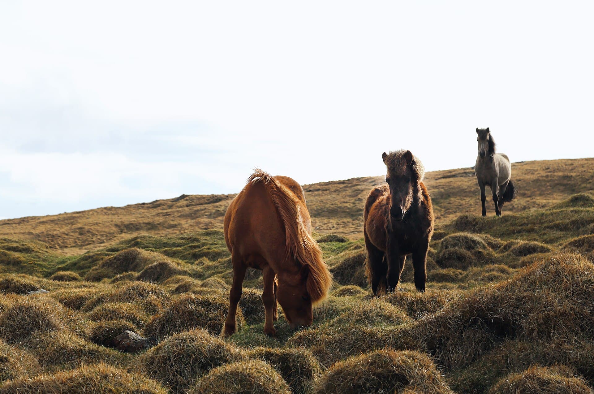 Herd of Icelandic horses grazing in lush summer pastures beneath the mountain ridges of Skagafjörður
