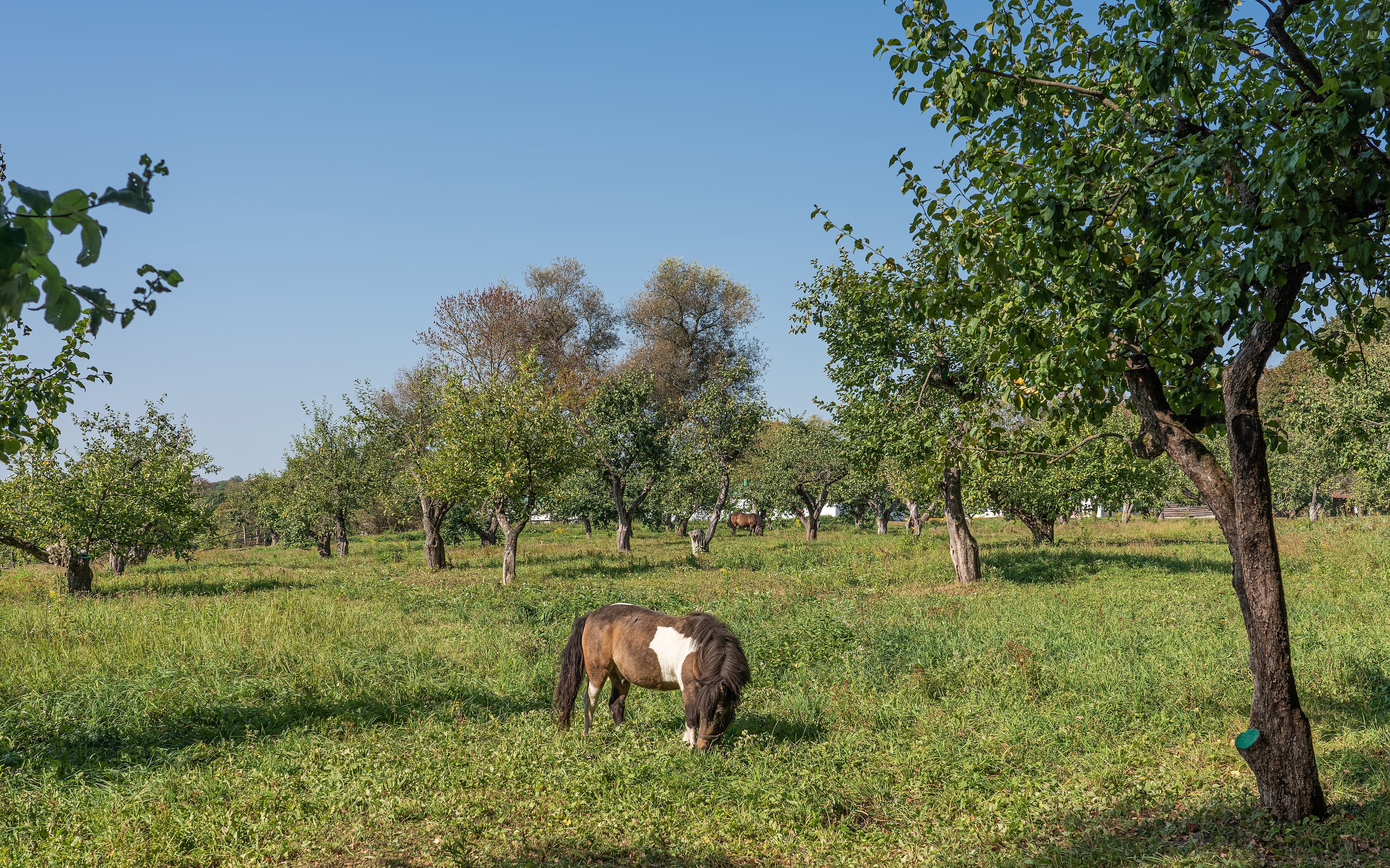Apple orchards at Leo Tolstoy's Yasnaya Polyana estate