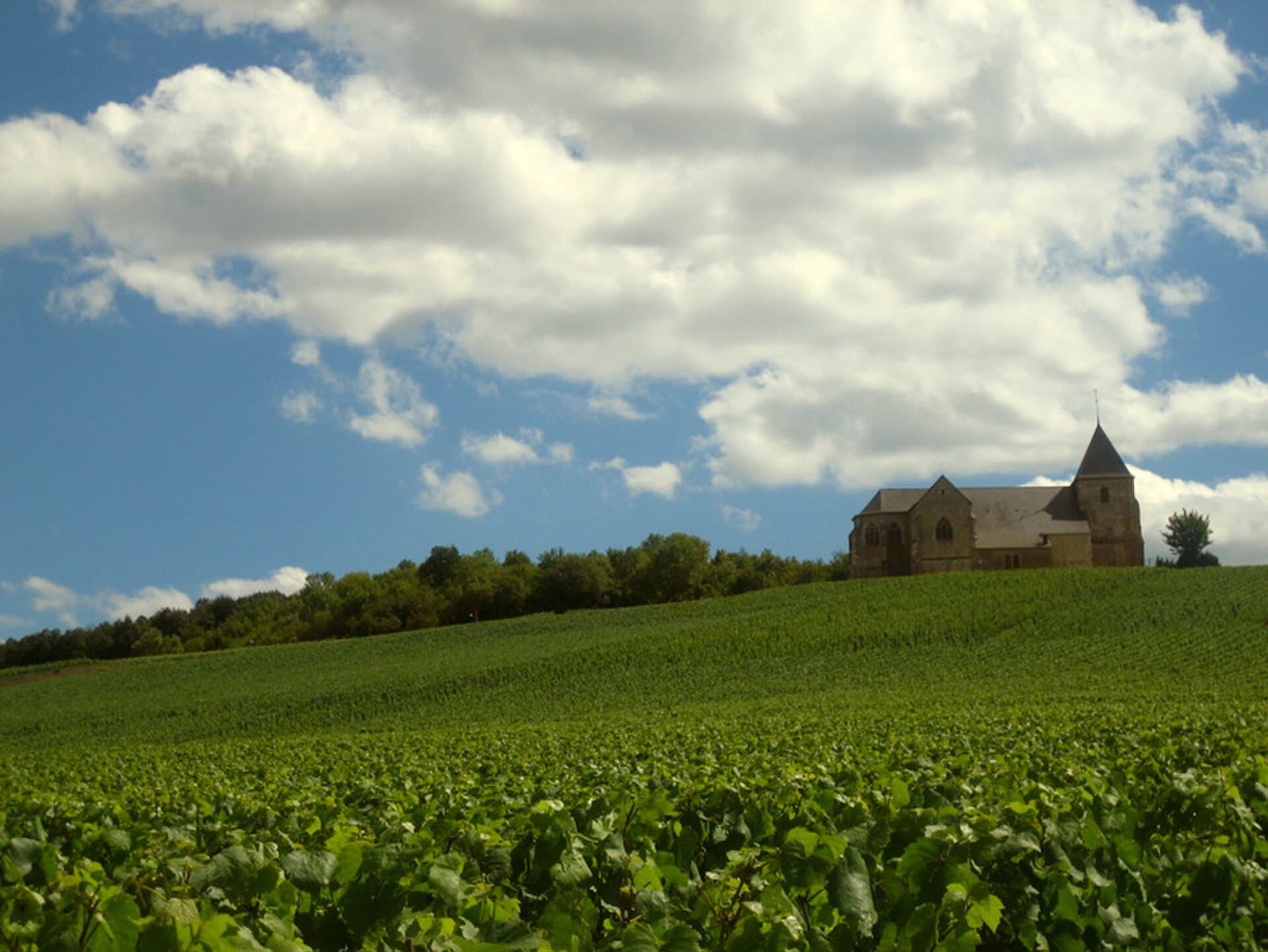 Flute of sparkling Champagne overlooking sunlit rolling vineyards in Épernay
