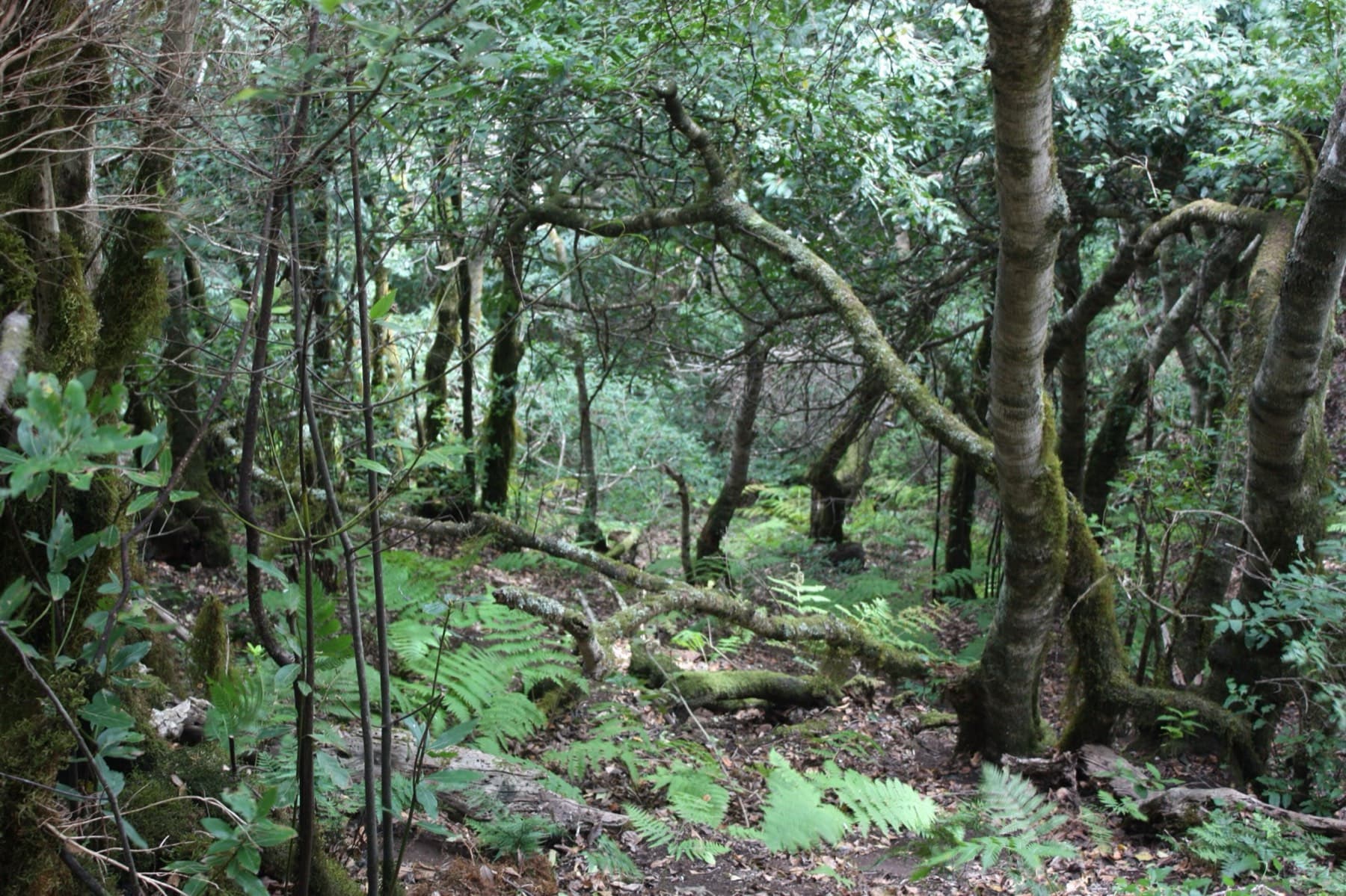 Mossy laurel trees and emerald undergrowth in the Anaga cloud forest