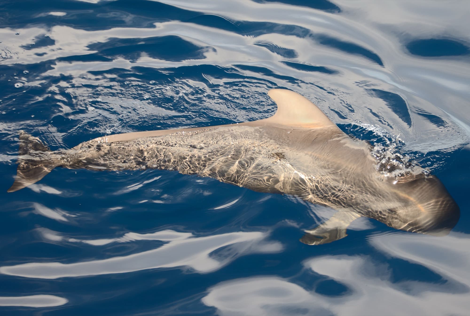 Short-finned pilot whales surfacing calmly in Atlantic waters off Tenerife