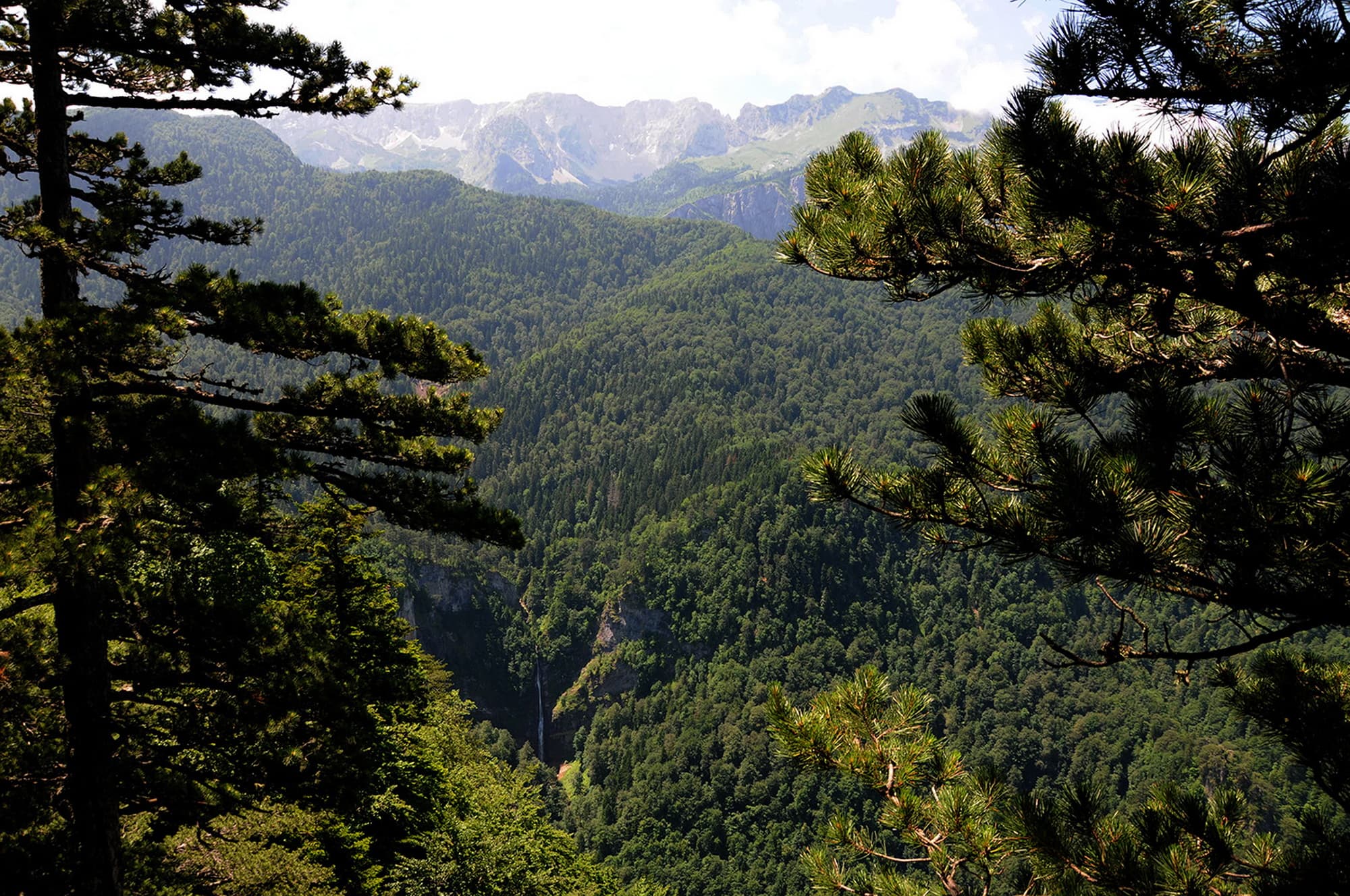 Expansive green canopy of ancient primeval forest stretching across the rugged mountain valleys of Perućica