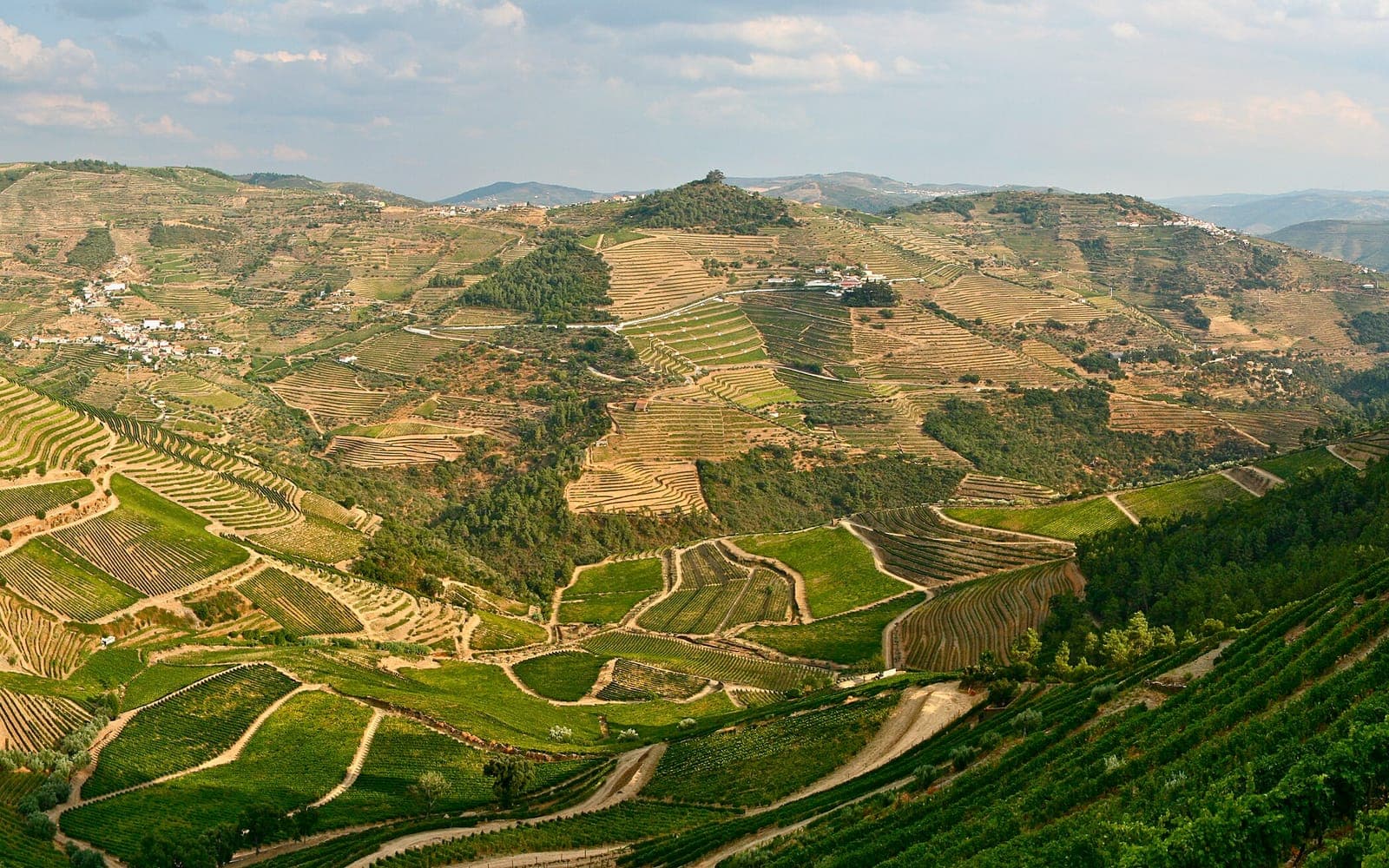 Terraced port vineyards above the Douro River
