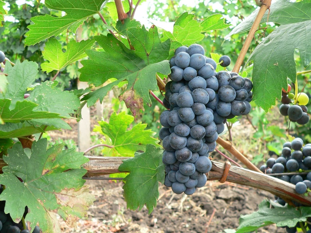 Deep garnet glass and bottle of Romanian Fetească Neagră red wine in cellar setting